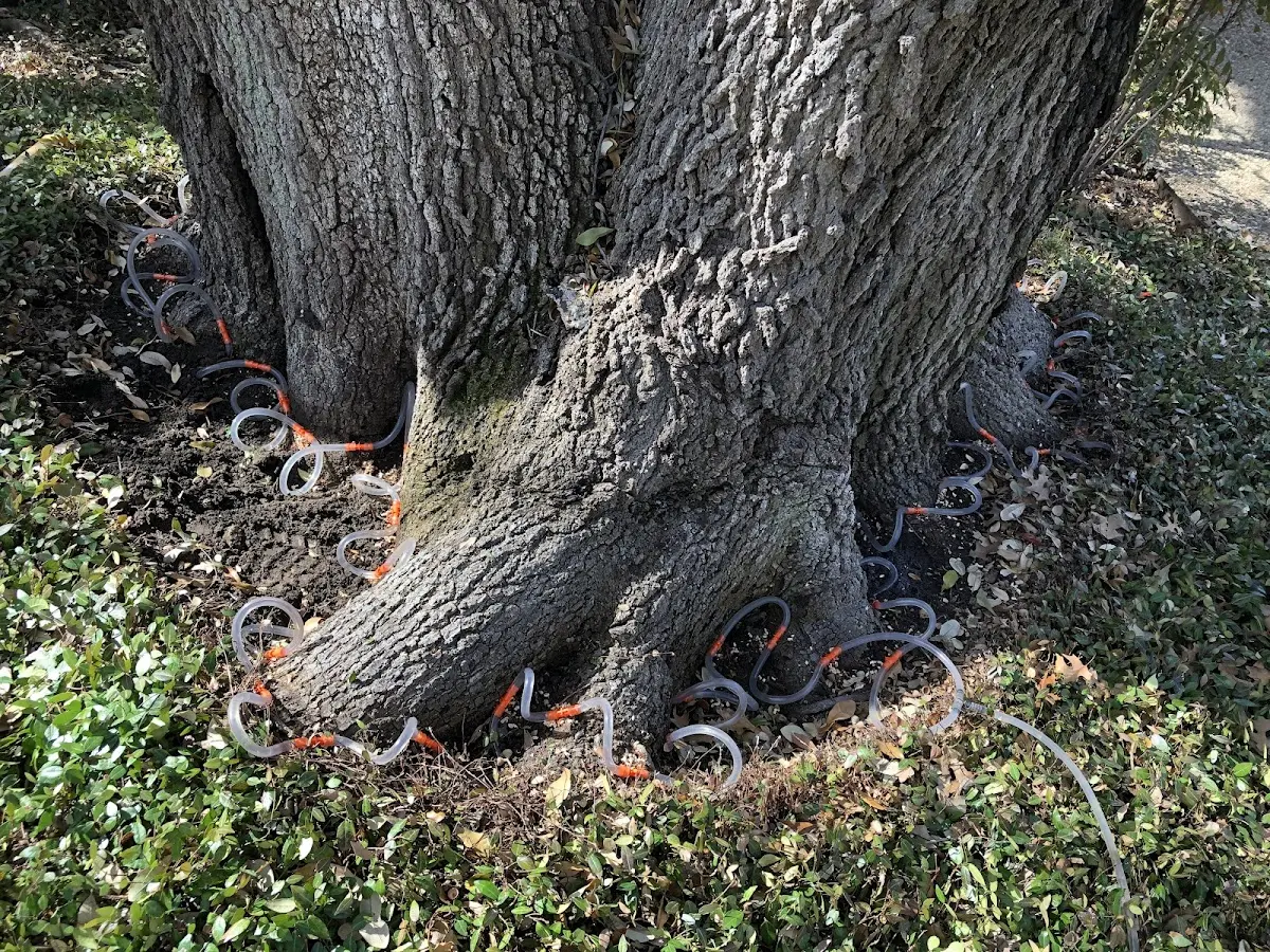 Detailed Tree Cabling and Bracing job site in Pearsall