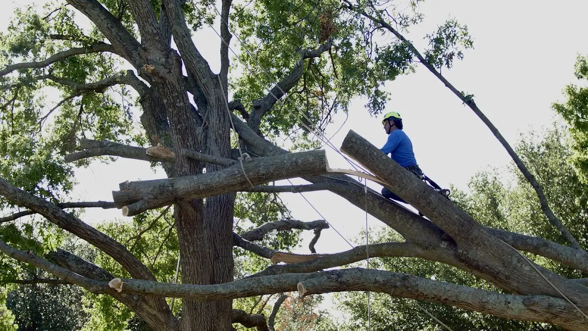 Professional Hazardous Tree Removal performed by certified arborists in Pearsall