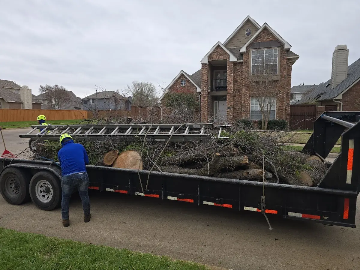 Expert Deadwooding with proper safety equipment in Pearsall